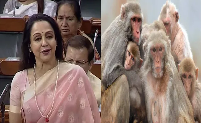 Debate On Monkeys In Lok Sabha - Sakshi