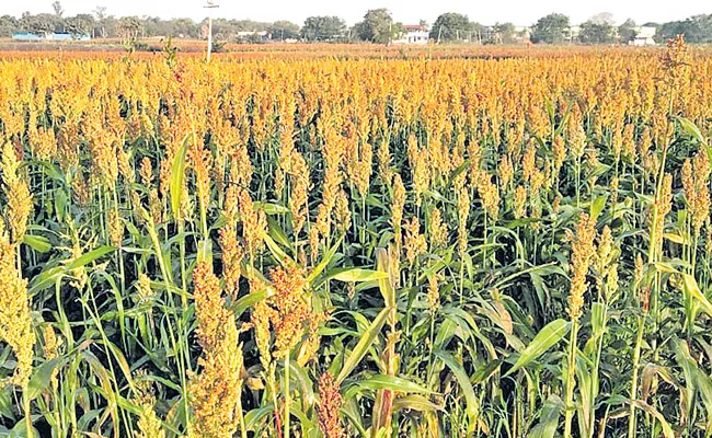 The Farmers Union Formed A Support Price Before The Harvest At Nizamabad - Sakshi