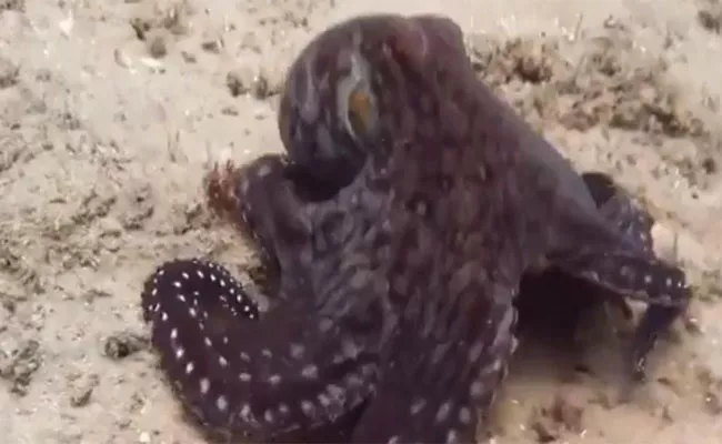 Video shows octopus camouflaging People Became Viral - Sakshi