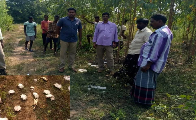 HugeTurtles Found In Mulakalapalli - Sakshi