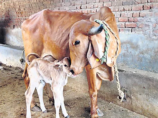 Steady development of calves - Sakshi