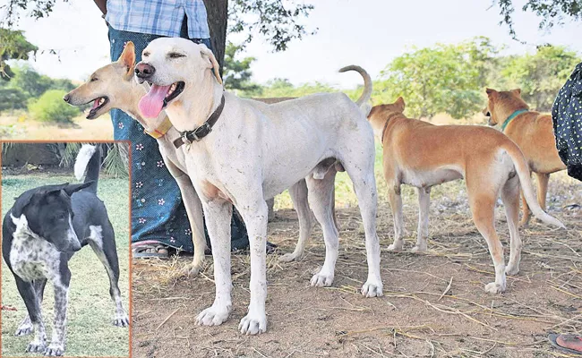 Special Story On Kurnool District Pandikona Dogs - Sakshi