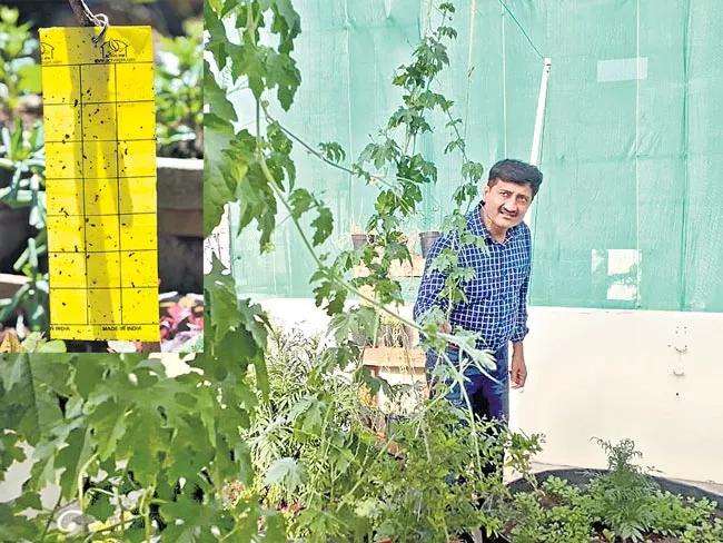 Flush out Garden Pests in Winter - Sakshi