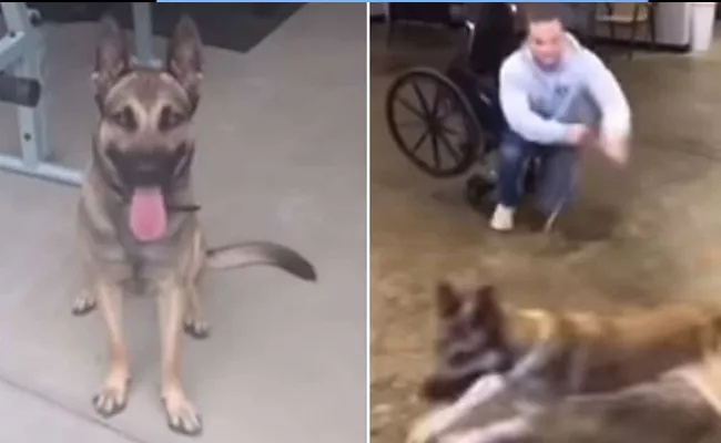 Vira Video Of Training Of Belgian Malinois Dog - Sakshi