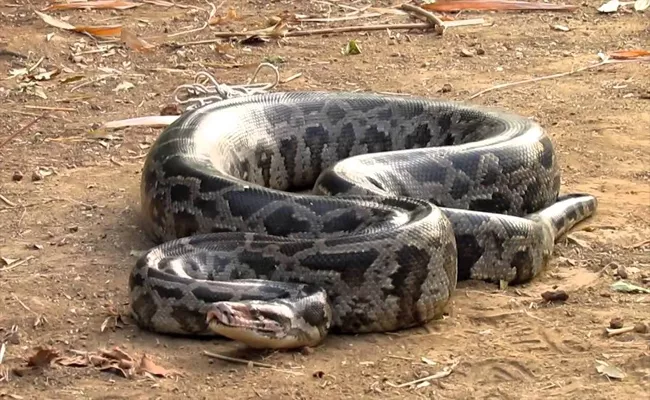 People Sentenced To Jail Who Killed Indian Pythons Says District Forest Officer In Srikakulam - Sakshi