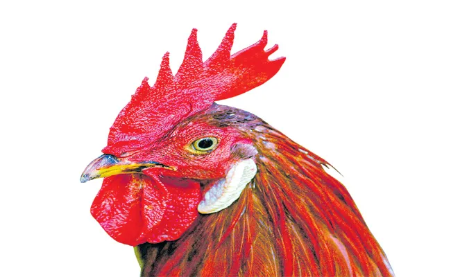 Huge Demand For Country Chicken - Sakshi