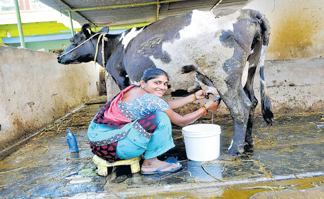 Anantapur district Kattakindapalli is the ideal for Milk production - Sakshi