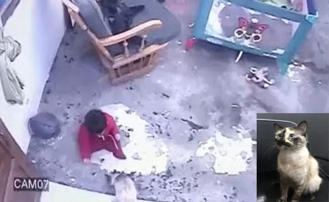 Viral Video: Cat Saved Toddler From Falling Down The Stairs - Sakshi