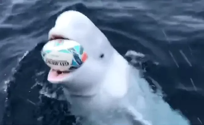 Viral Video Man Plays Fetch Ball Game With Beluga Whale - Sakshi