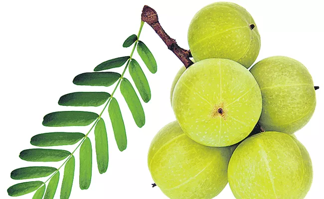 Amla Is Rich In Vitamins - Sakshi