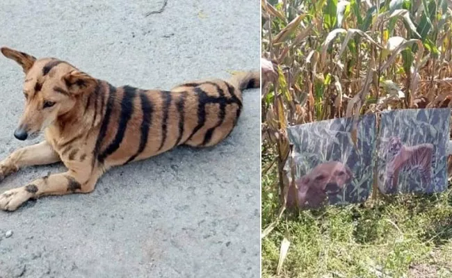 Karnataka Farmer Paints Tiger Stripes On Dog - Sakshi