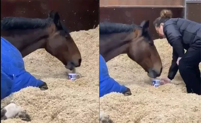 Police Horse Refuses To Work Without His Cup Of Morning Tea Became Viral - Sakshi