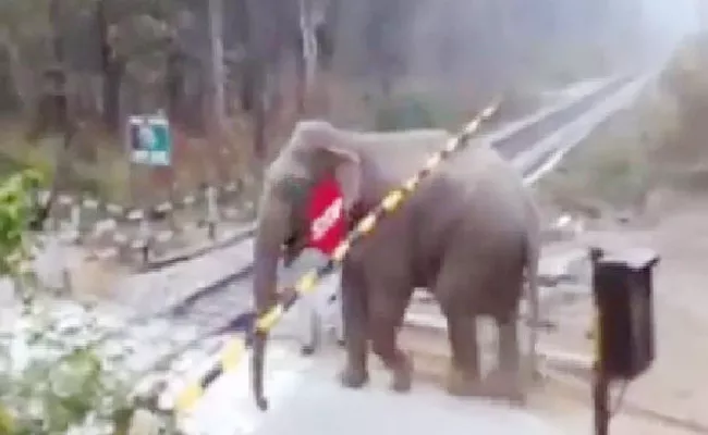 Viral Video: Elephant Crossed Railway Track By Lifting Crossing Gate - Sakshi