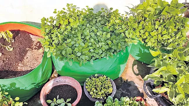 Home crops is healthy - Sakshi