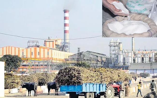 Sugar production plunges 53Persant YoY till November - Sakshi