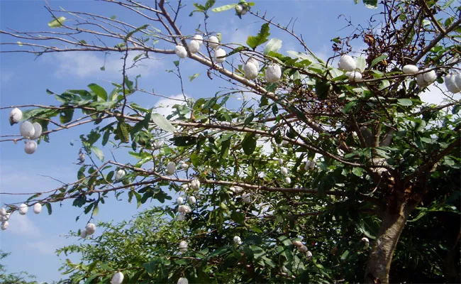 Silk Industry In Chennur Famous In Telangana - Sakshi