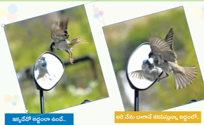 Photography: Sparrow Looking In Mirror - Sakshi