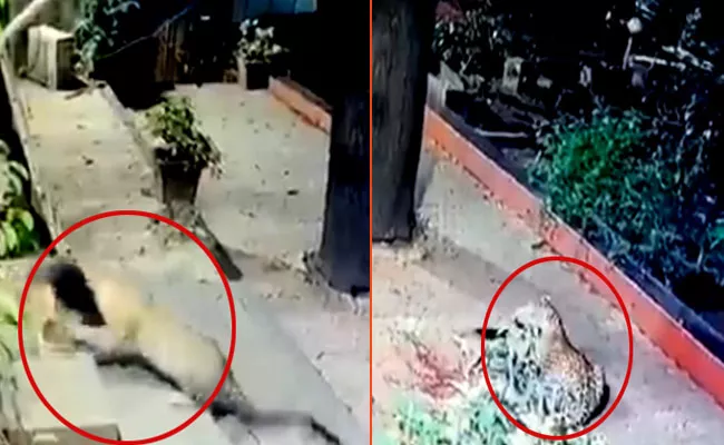 Leopard Attacks Stray Dog In Andheri - Sakshi