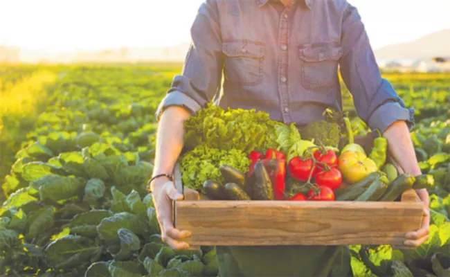 Most Of The Telangana Farmers Is Cultivating Organic Crops - Sakshi