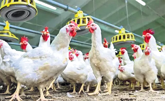 Chicken Prices Down in Hyderabad - Sakshi