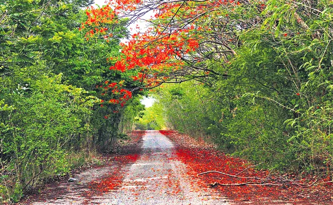 University Of Hyderabad Natural Beauty Advent Calendar For 2020 - Sakshi