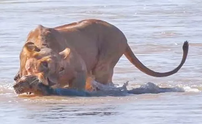 Lioness Snatches Cub From Crocodile Infested River - Sakshi