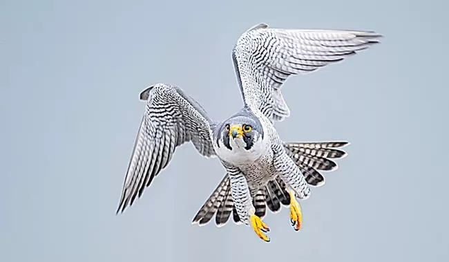 Peregrine falcon has fastest vision speed - Sakshi