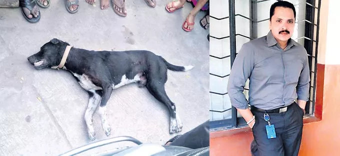 Man kills neighbours dog with air gun - Sakshi