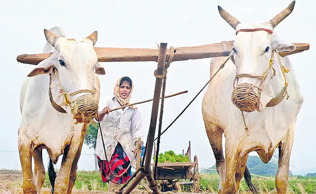 Bhupalpally Sub Registrar Taslima Become Farmer On Occasion Of Farmers Day - Sakshi