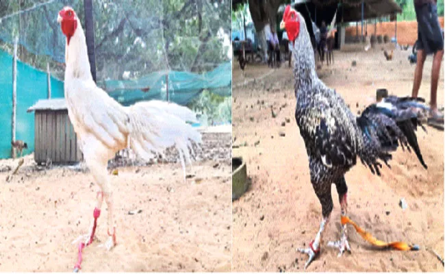 Sankranthi Special Hens In West Godavari - Sakshi