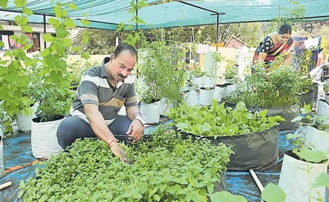 sagubadi story Of Organic Vegetable Cultivation In Moosapet - Sakshi