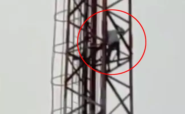 Person Slipped From Cell Tower In Vikarabad  - Sakshi