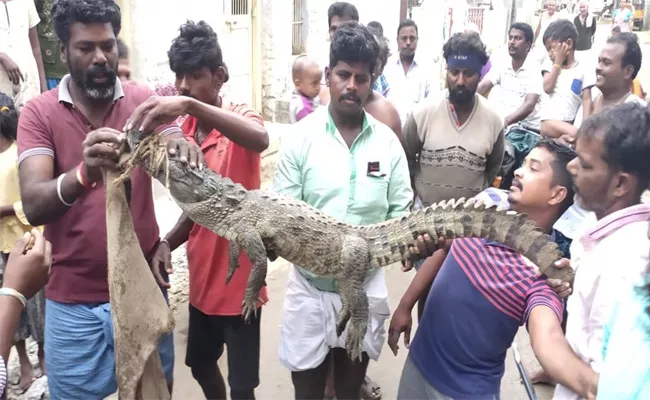 Crocodile Came Into House - Sakshi