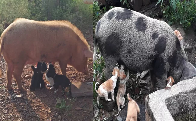 Pigs Given Milk to Dog Babies in Anantapur - Sakshi