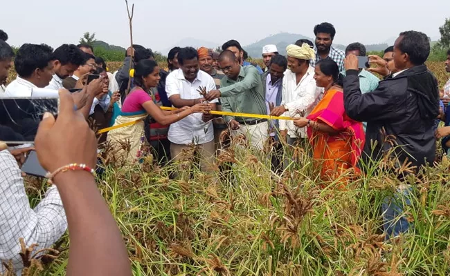 Record Level Yield In Ragulu Crop Cultivation In Visakha Agency - Sakshi