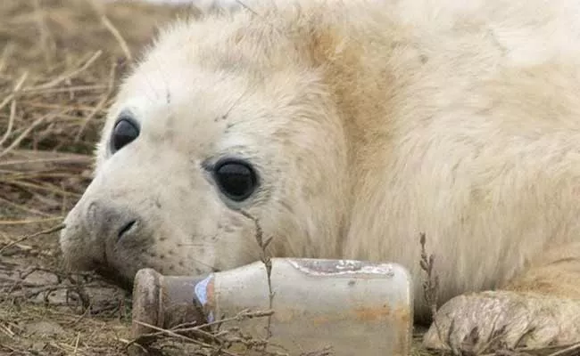 Seal Pup Seen Playing With Bottle Netizens Says Its Heartbreaking - Sakshi