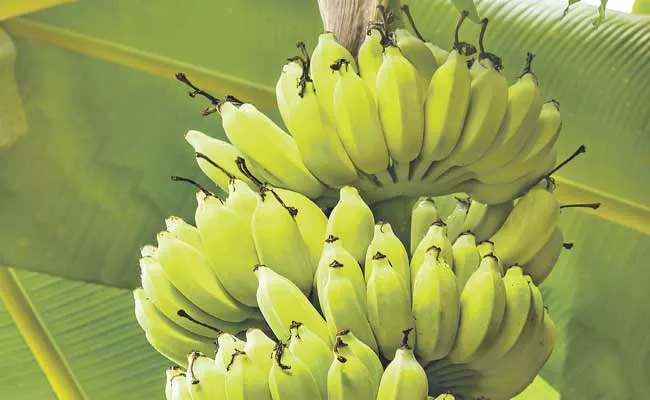 Reduced Prices For Banana Cultivation - Sakshi