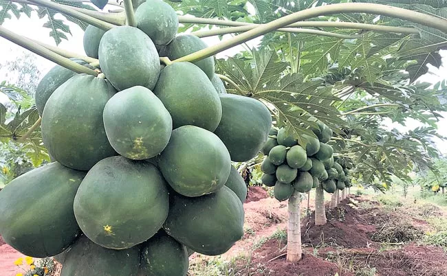 Know more about papaya ringspot virus - Sakshi