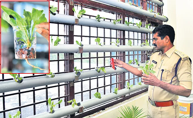 Hydroponic Farming in Sangareddy District Prison - Sakshi