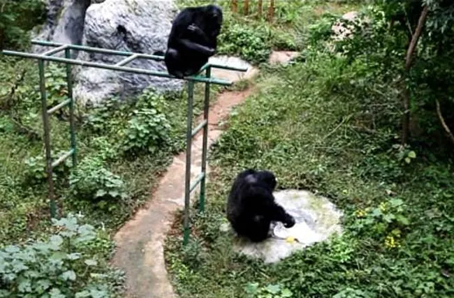 Clever Chimpanzee Washes Clothes at Chinese Zoo - Sakshi