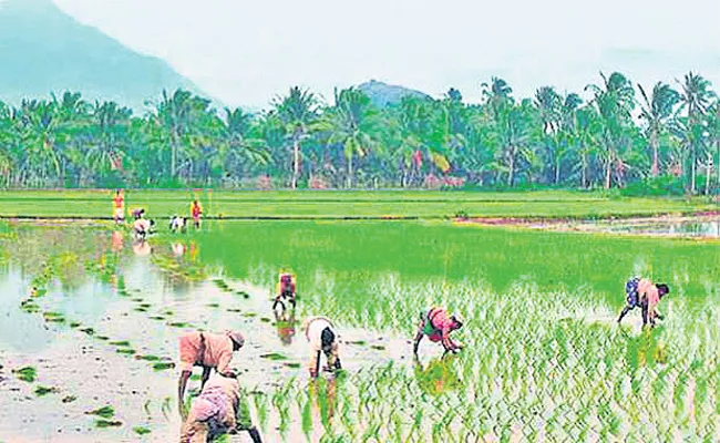 Delta farmers are ready for the cultivation of rabi crops - Sakshi