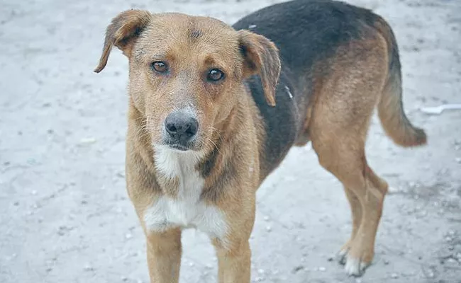 Security Guards Thrash Street Dog With Batons In Gurugram - Sakshi