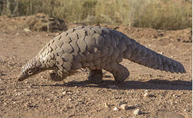 Pangolin And Honey Badger Are In Kadapa Forest Area - Sakshi