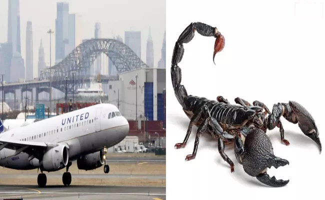 Woman Stung Multiple Times By A Scorpion On United Airlines Flight - Sakshi