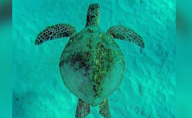 Climate Change Kills Around 300 Rare Green Turtles On Mexico Coast - Sakshi