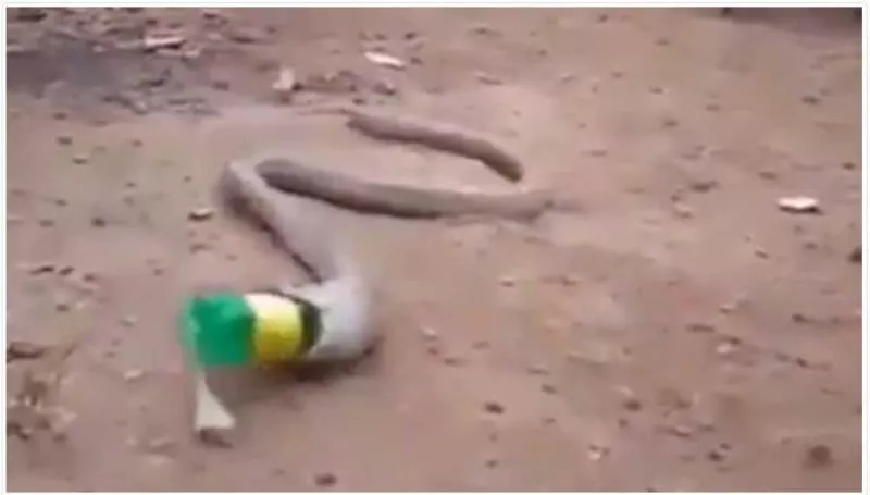 Viral video shows snake throwing up plastic bottle - Sakshi