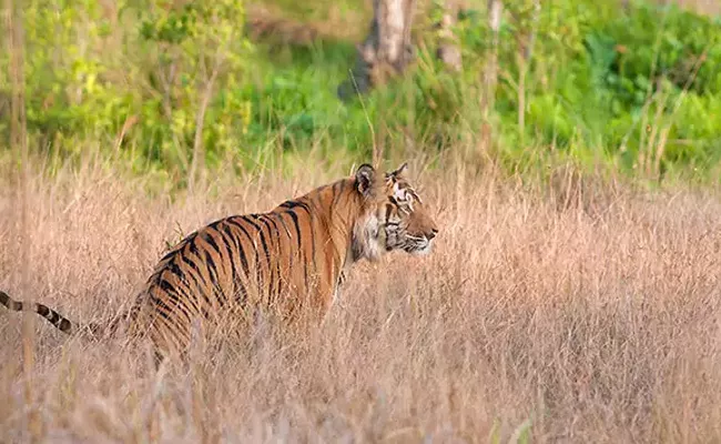 Leopard Hal Chal In Telangana University Campus - Sakshi