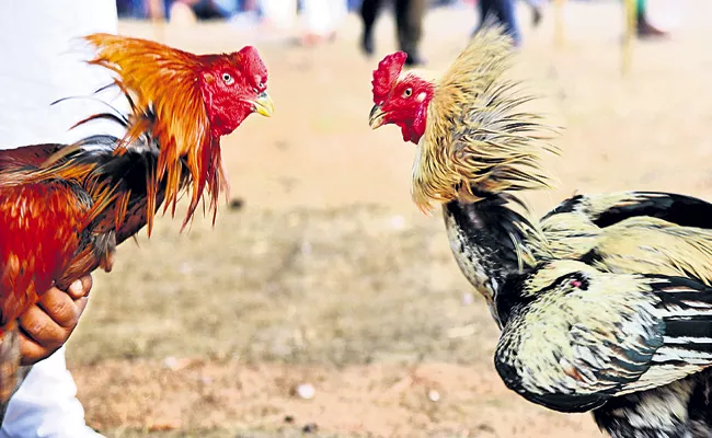 Arrangements in the Godavari districts for the sankranti Cock Fighting Bets - Sakshi