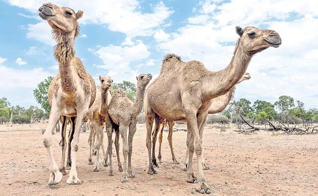 Australia to cull thousands of camels - Sakshi