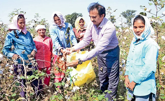 Jayashankar Bhupalpally Collector Visit Cotton Crops - Sakshi